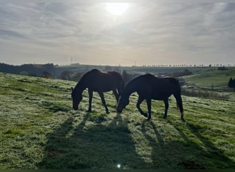 Pferdepension in der Eifel-Reha und Rentnerpferde liebevoll betreut