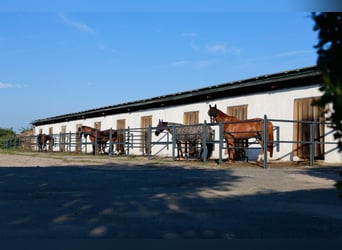 Stable available!
