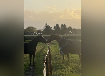Stable for self-sufficient horse owners