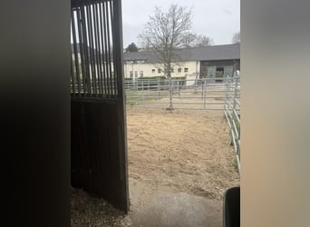 STABLE SPACES AVAILABLE – QUIET, GREEN STALL WITH PADDOCKS 🌿 Everything new in May 🍃