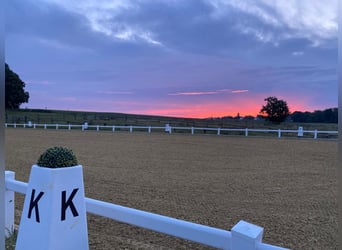 STABLE SPACES AVAILABLE – QUIET, GREEN STALL WITH PADDOCKS 🌿 Everything new in May 🍃
