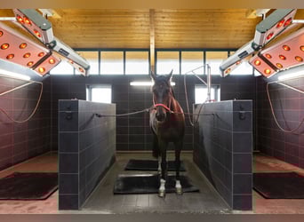 Stalls available at a top facility in Mecklenburg – brand new construction!