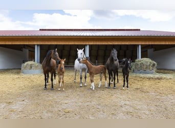 Stalls available at a top facility in Mecklenburg – brand new construction!