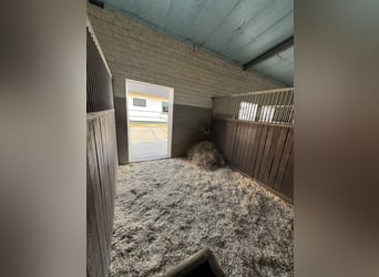 Stalls / Paddock boxes available
