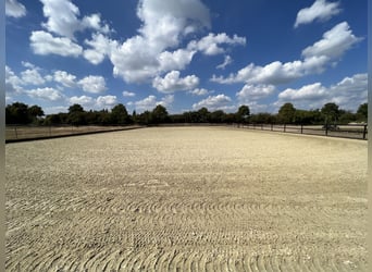 Stalls / Paddock boxes available