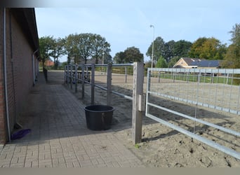 Te huur aangeboden een professionele paarden manege/complex/stallen