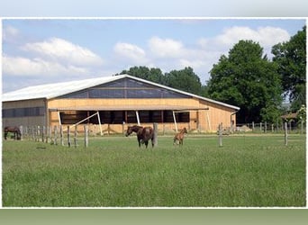 Westernreitanlage zwischen Hannover und Braunschweig hat ab Februar eine Box frei!