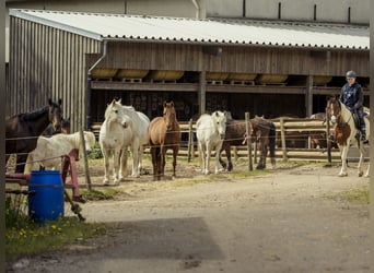 Apprentice Horse Care Specialist (Farrier and Stable Management) Wanted