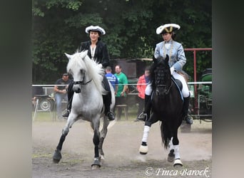 Bereiter (in) / Stallhelfer (in) nach Wiebelsheim gesucht