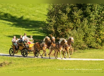 Equine Specialist Wanted