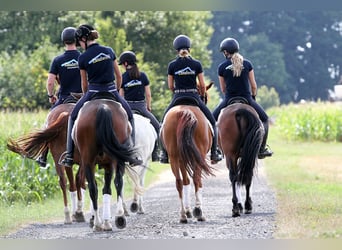 Experienced Pony Rider Wanted in Marsberg, Germany