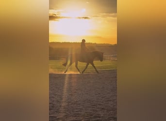 Horse professional or horse enthusiast with experience