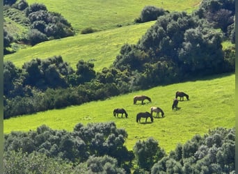 Horse Trainer Needed in Andalusia