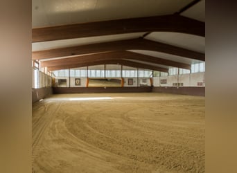 Internship and holiday with horses, possibly training towards equine management qualification