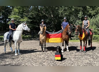 Internship and holiday with horses, possibly training towards equine management qualification