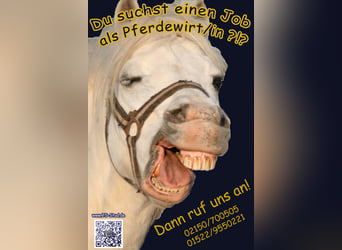 Job Opening – Equine Specialist (preferably specializing in Breeding) Wanted!!!