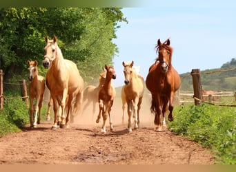 Looking for a horse management professional