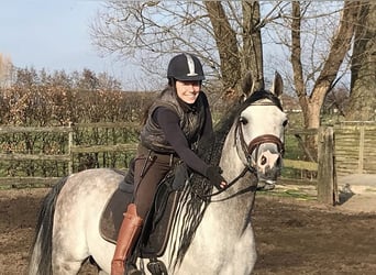 Pony training at stable: "9"