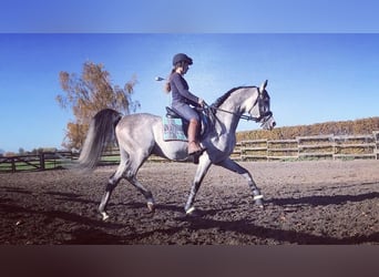 Pony training at stable: "9"