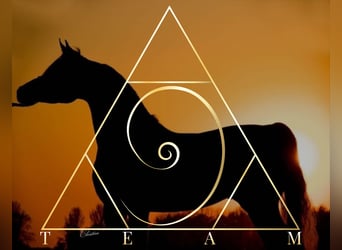 Pony training at stable: "9"