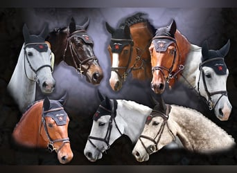 Show Jumping Rider (m/f/d)