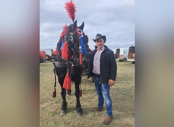 bundesweit zuverlässiger Pferdepflegehelfer, Stallhilfe und Hofarbeiter mit Referenzen