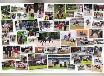 Full-time / Part-time – Riding Instructor / Trainer and Stable Worker