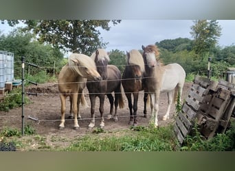 Stable assistant (m/f/d) wanted! Attention! A valid driver's license is required!