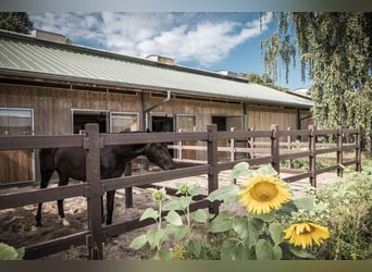 We are looking for a stable worker to join our team.