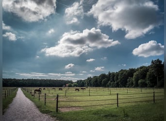 We are looking for a stable worker to join our team.