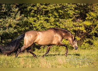 Dream Job: Equine Specialist
