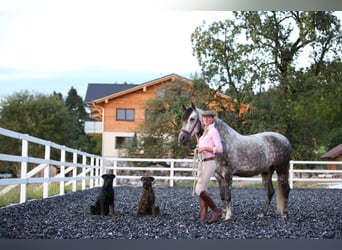 Dream Job: Equine Specialist