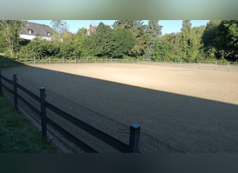 Part-Time Stable Assistant or Temporary Help