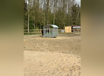 Stallhilfe für Offenstall gesucht