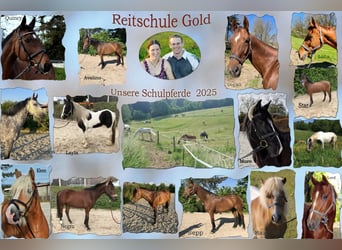 Mitarbeiter gesucht für unseren Pensions- und Reitschulbetrieb (Teilzeit oder Vollzeit)