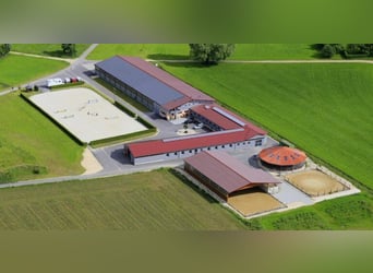 Mithilfe bei kleinem Sportpferdebestand gesucht!