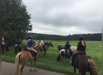 Liebe zum Pferd und Beruf verbinden