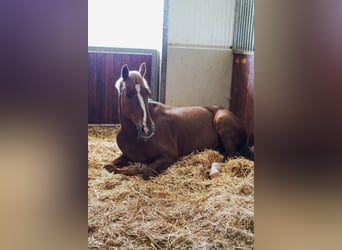 Pferdepfleger für Sport und Reha Stall gesucht 