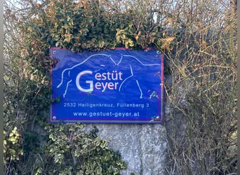 Pferdepfleger/ Jungpferdereiter