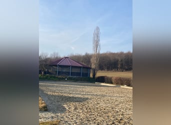 Pferdepfleger/ Jungpferdereiter