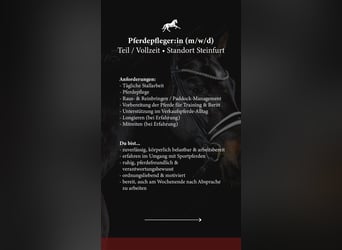 Pferdepfleger/in / Stallhilfe / Reiter/in gesucht 