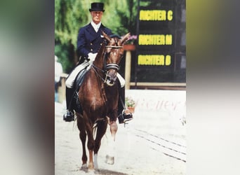 mobiler Reitunterricht/Dressur-Training im Großraum BERLIN