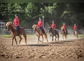Riding Instructor (m/f/d) for Icelandic Horse Farm (Trainer C, Equine Specialist in Special Discipli