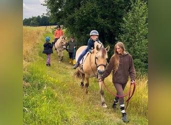 Start your summer job at the Fjord Stud!