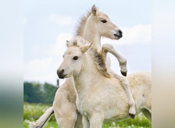 Start your summer job at the Fjord Stud!