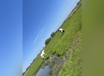 Summer pasture available at North Sea location