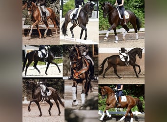 Training position for a horse management and service specialist