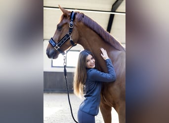  WE ARE HIRING — GROOM / RIDER 