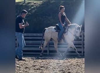 Western Training & Western Lessons