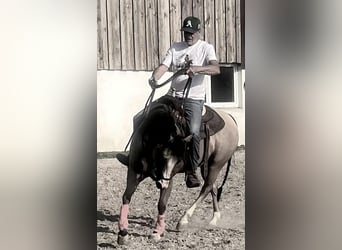 Western Training & Western Lessons